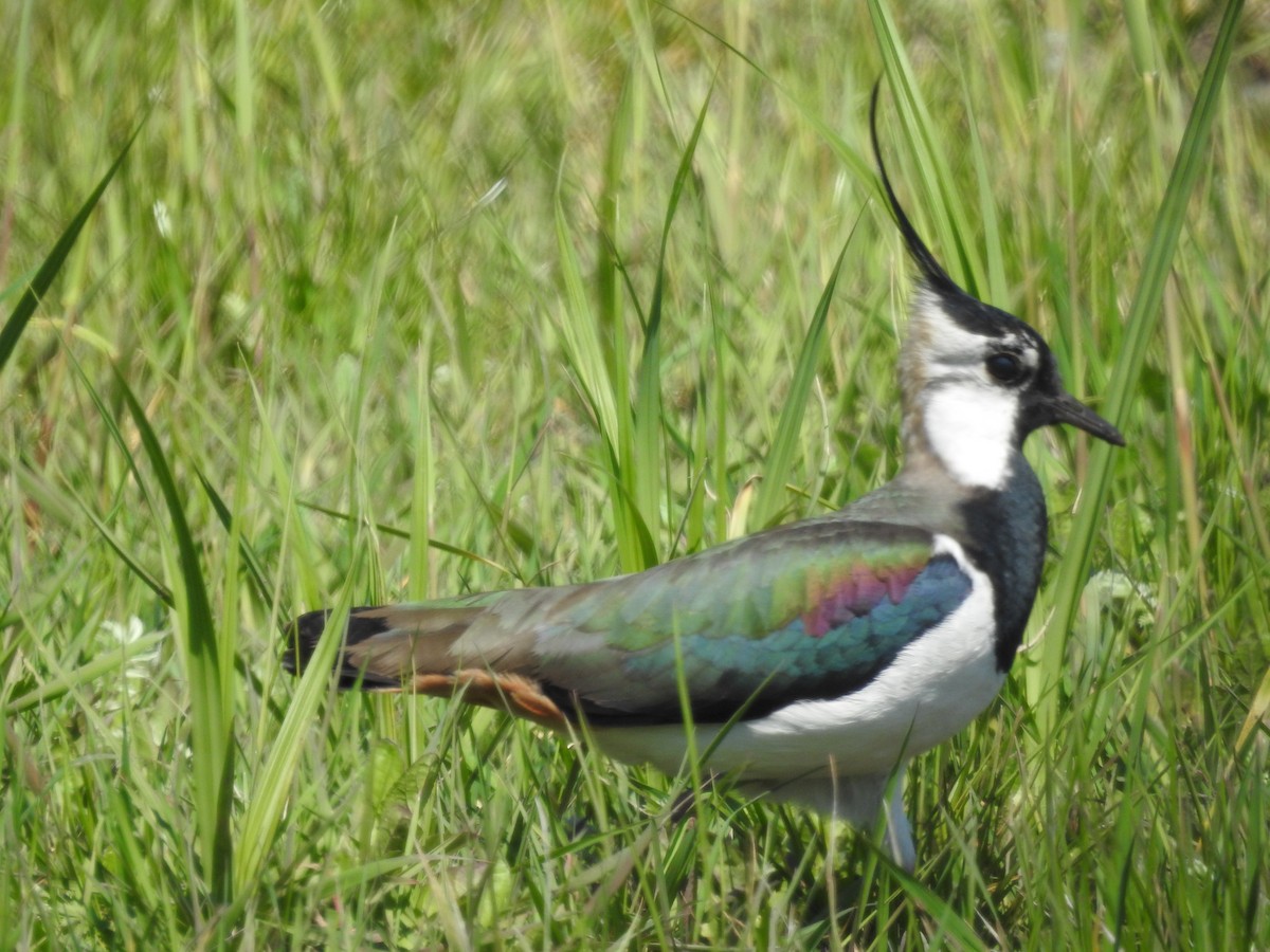 Northern Lapwing - ML571141991