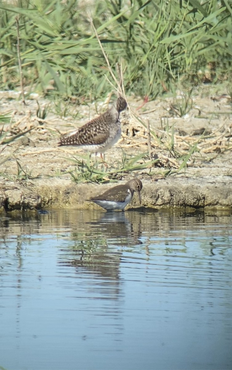 Wood Sandpiper - ML571142231