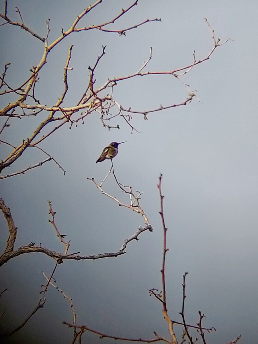 Colibrí Gorjinegro - ML571142871