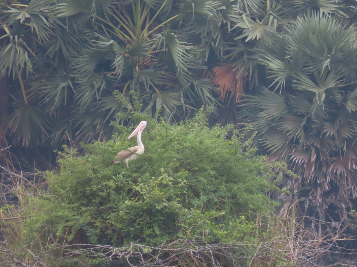 Spot-billed Pelican - ML571143271