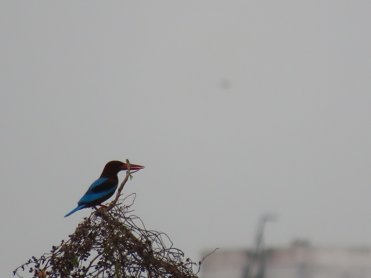 White-throated Kingfisher - ML571143291