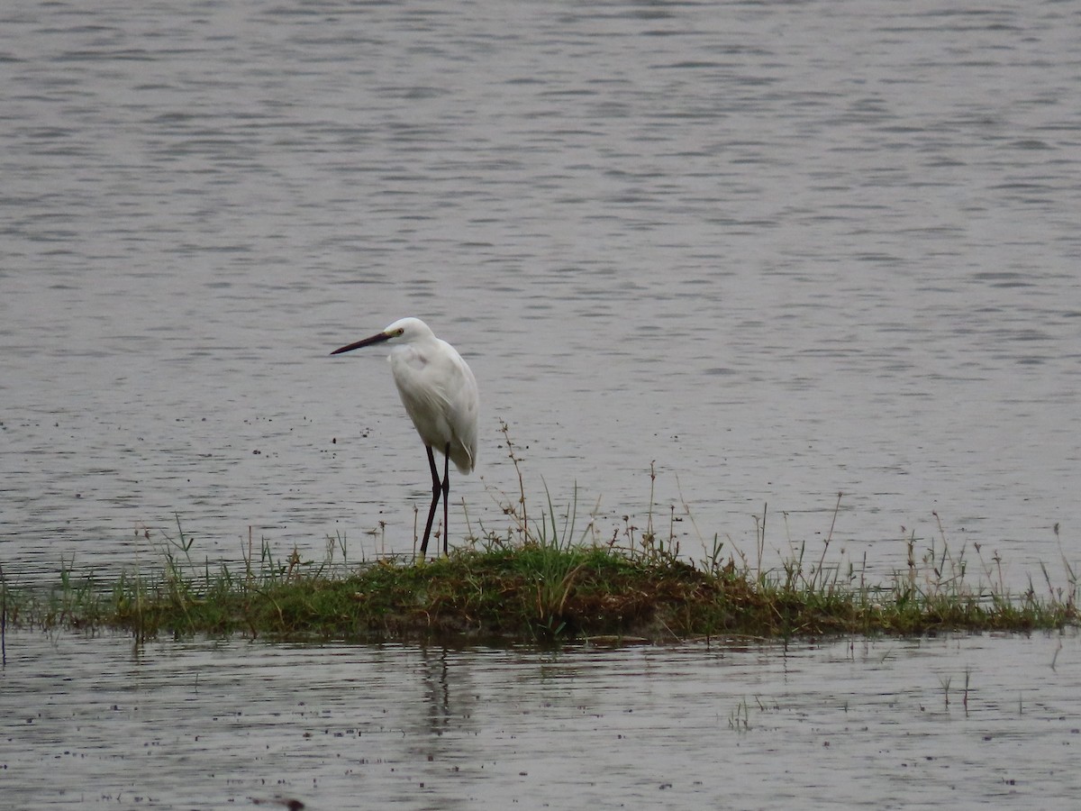 Little Egret - Sreekumar Chirukandoth