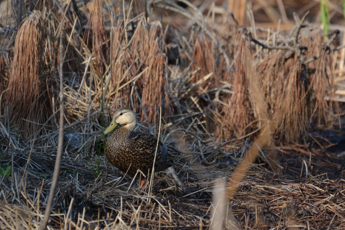 Mottled Duck - ML571143871