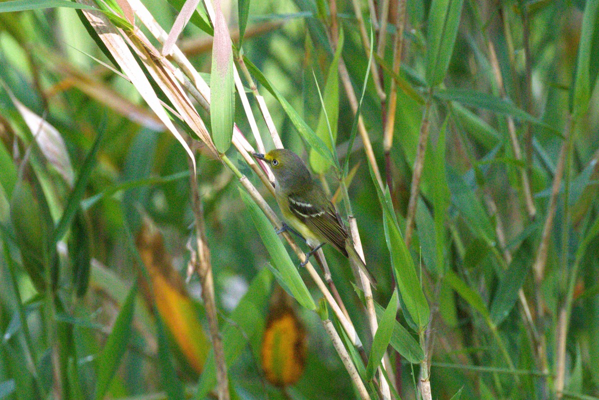 Vireo Ojiblanco - ML571144041