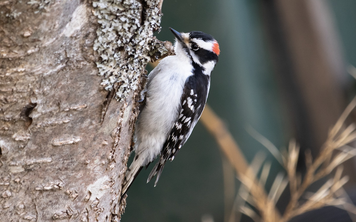 Downy Woodpecker - ML571144281