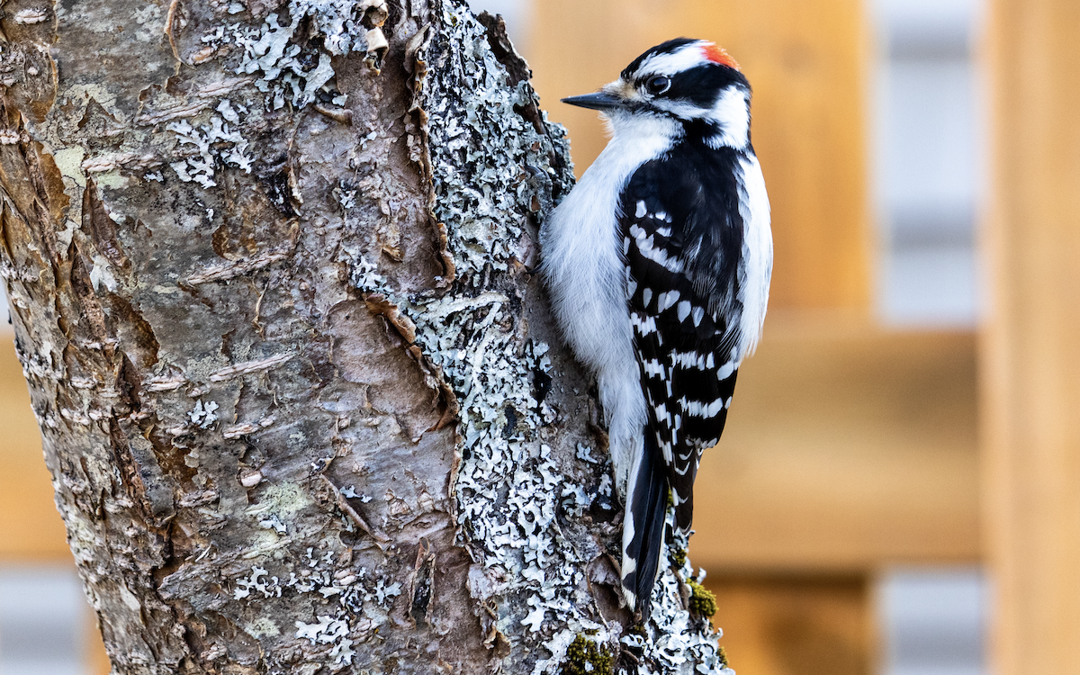 Downy Woodpecker - ML571144301
