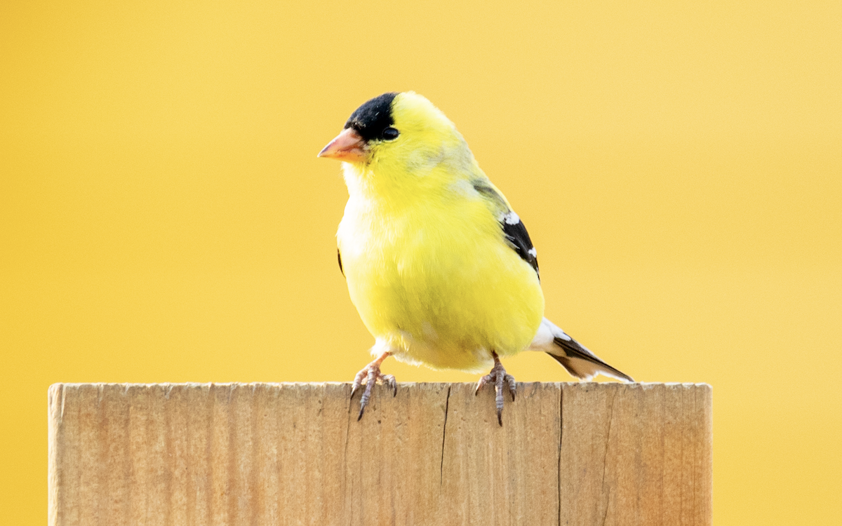 American Goldfinch - ML571145041