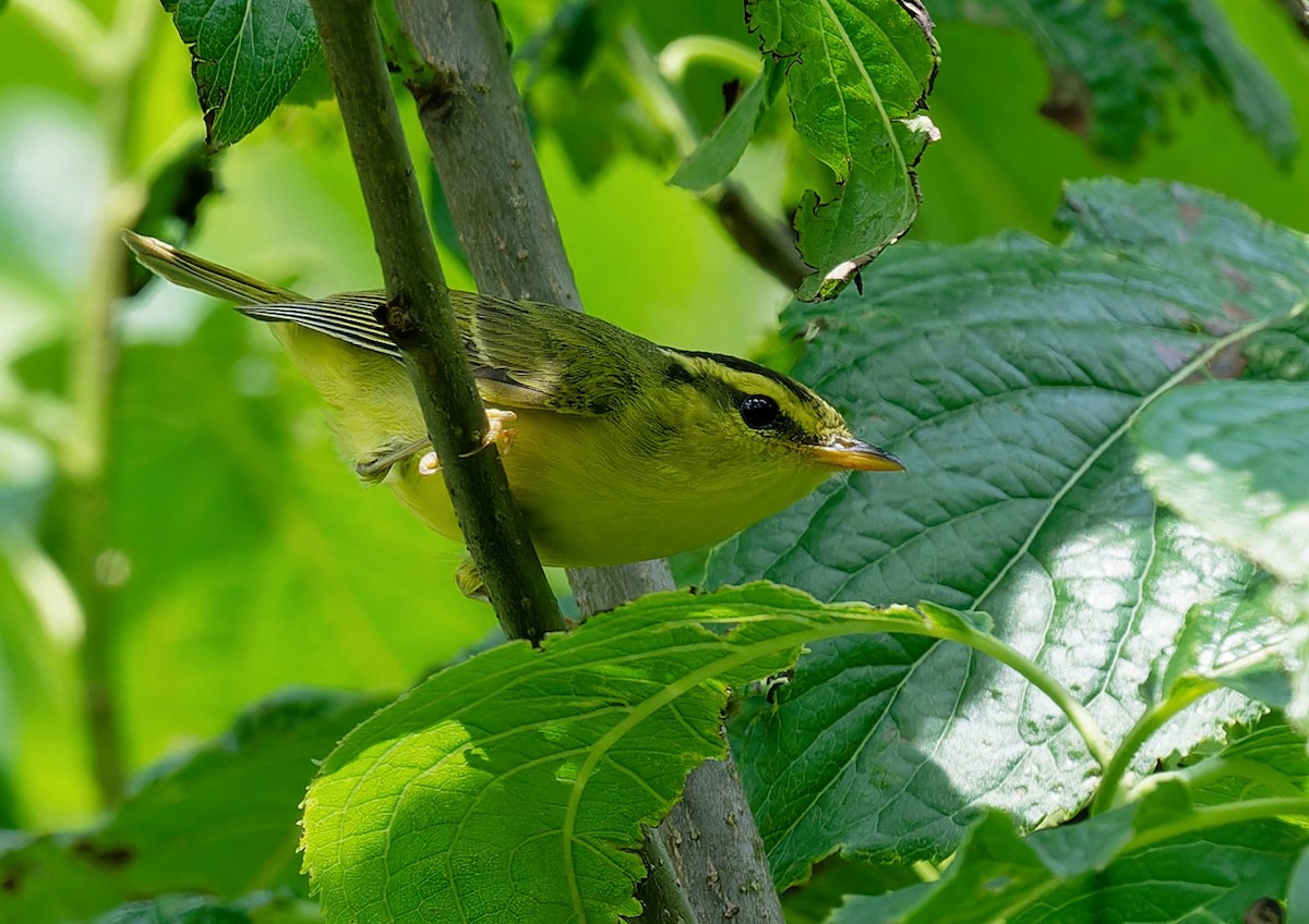 Sulphur-breasted Warbler - ML571145151