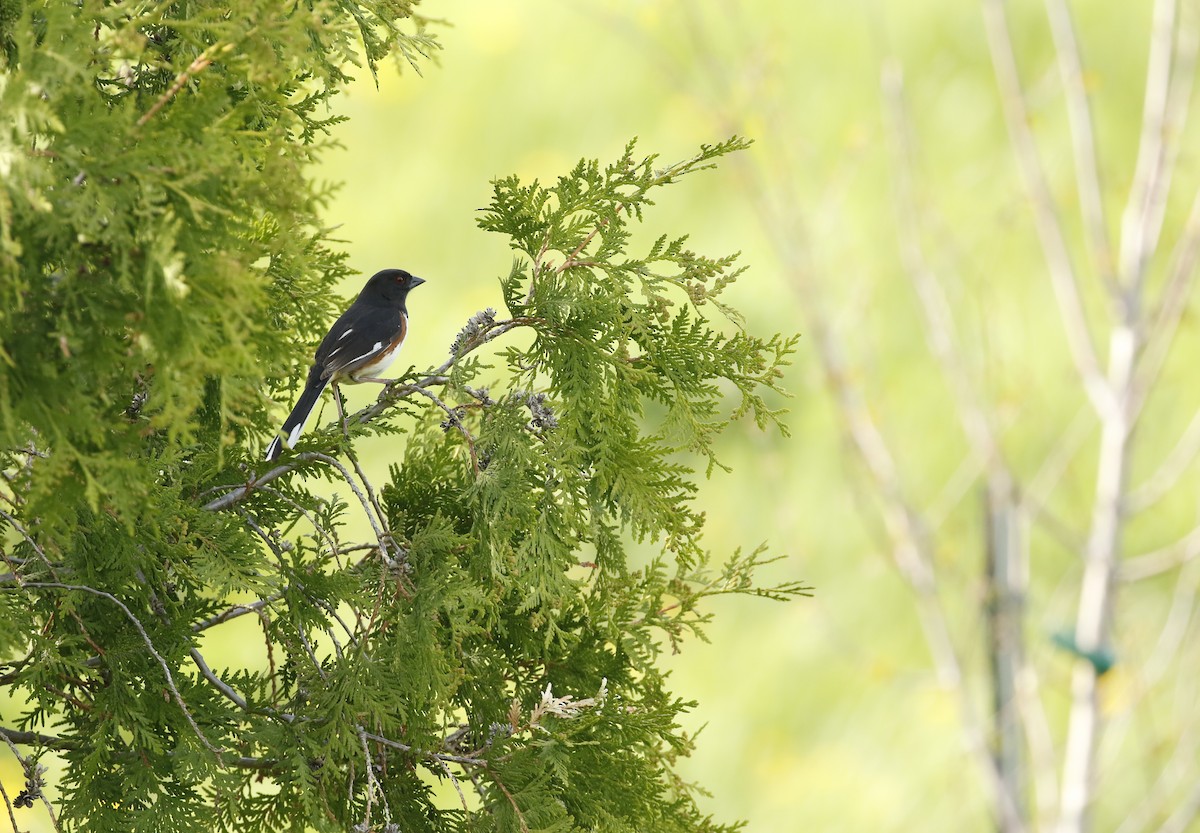 Eastern Towhee - ML571145481