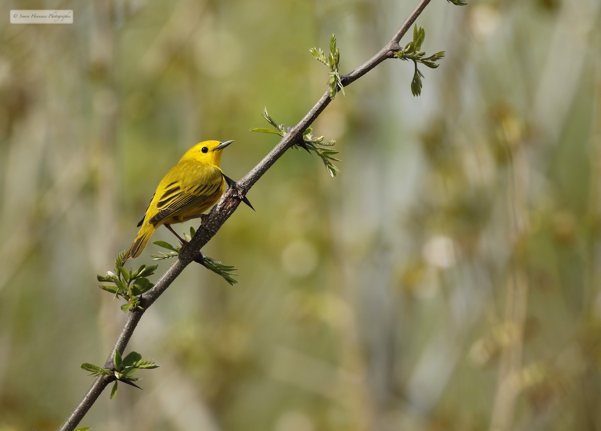 Yellow Warbler (Northern) - ML571145531
