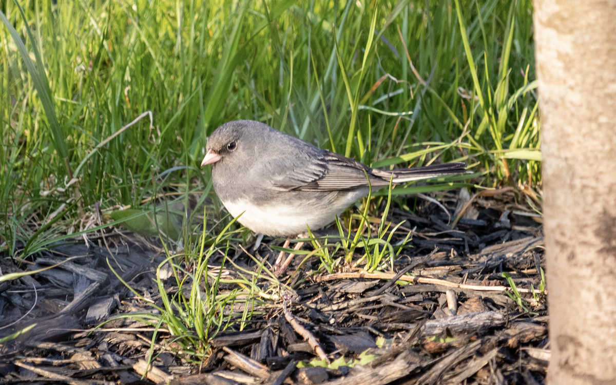 Dark-eyed Junco - ML571145681