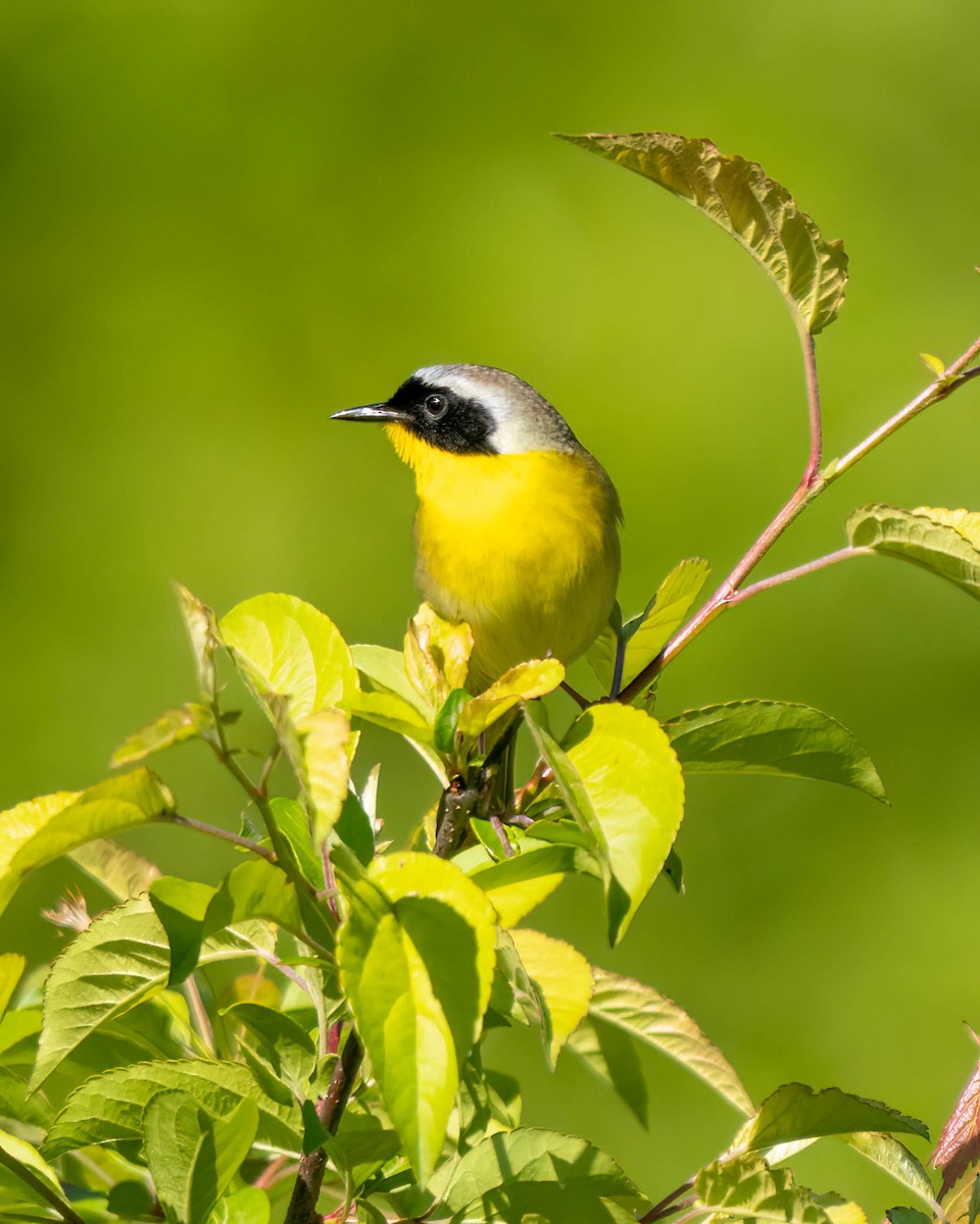 Common Yellowthroat - ML571145951