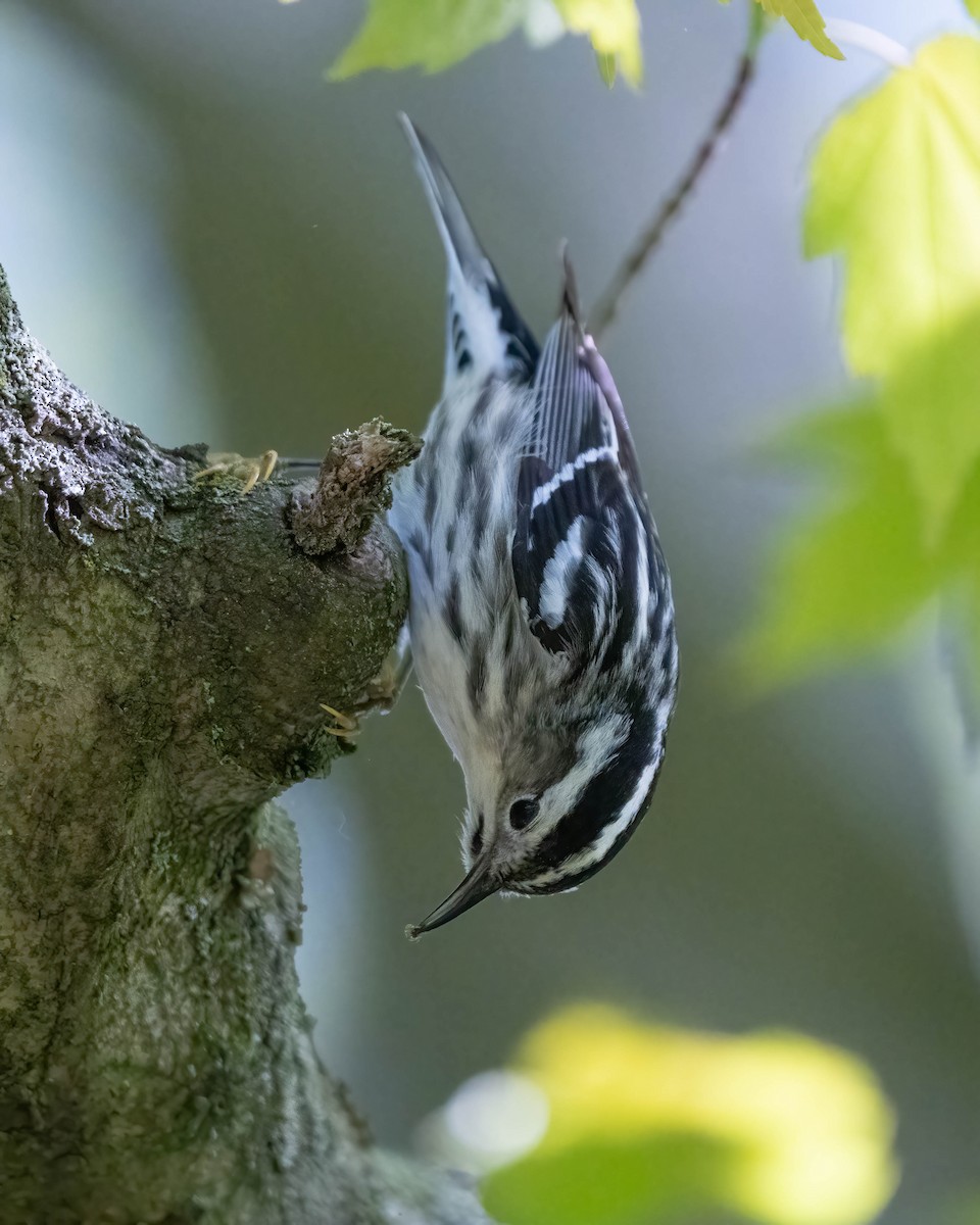 Black-and-white Warbler - ML571146131