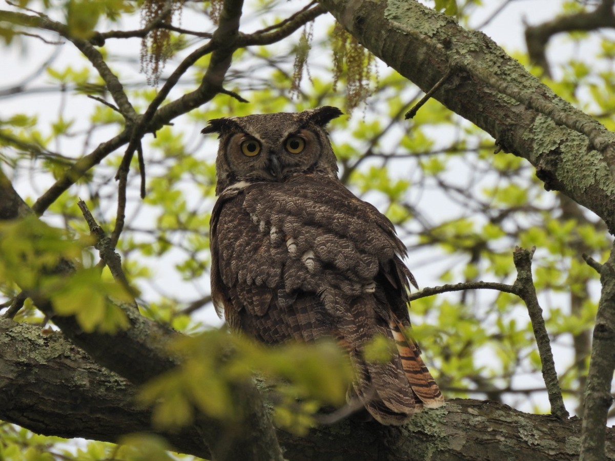 Great Horned Owl - ML571146241