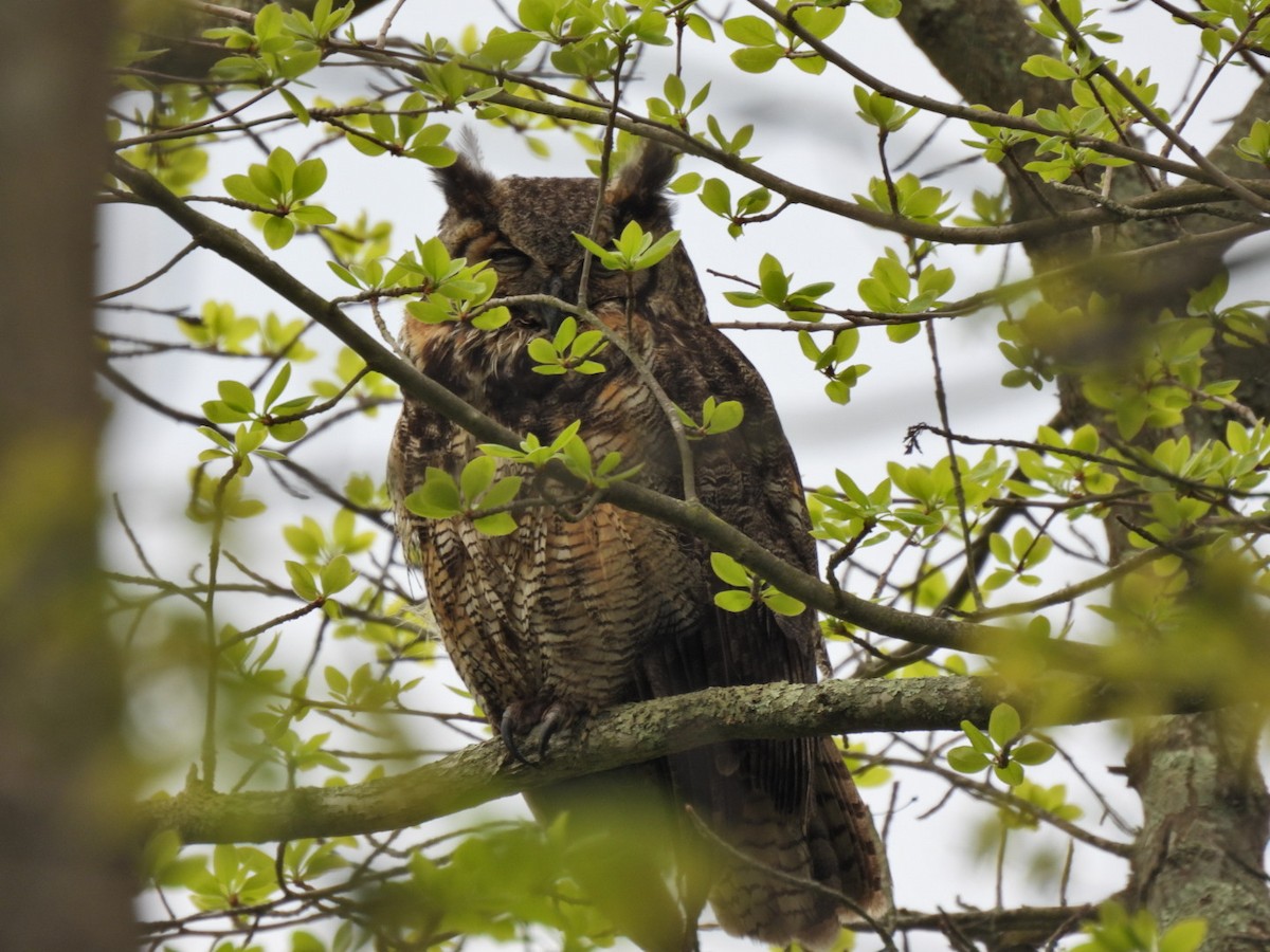 Great Horned Owl - ML571146251
