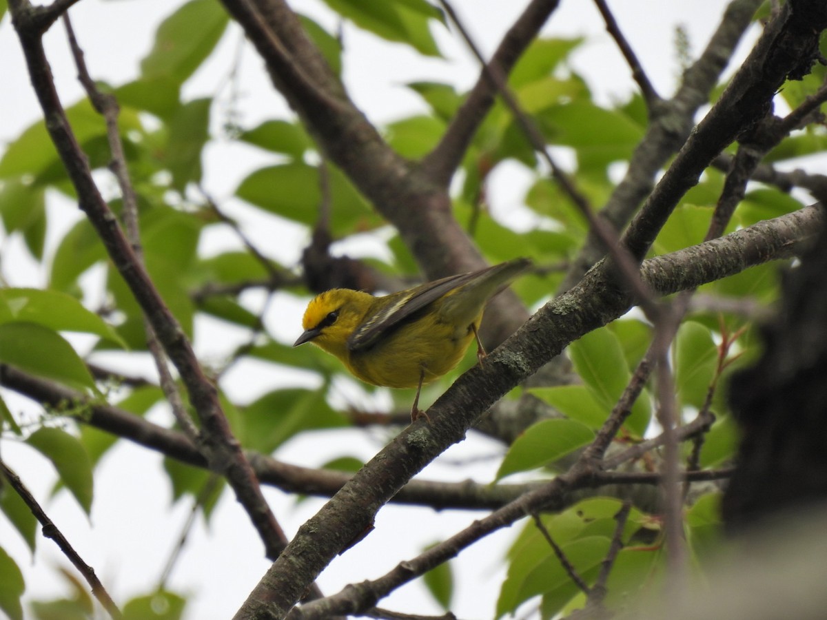 Blue-winged Warbler - Jacob Jensen