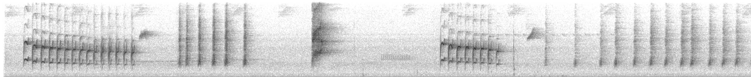 Weißbinden-Ameisenvogel - ML571146401