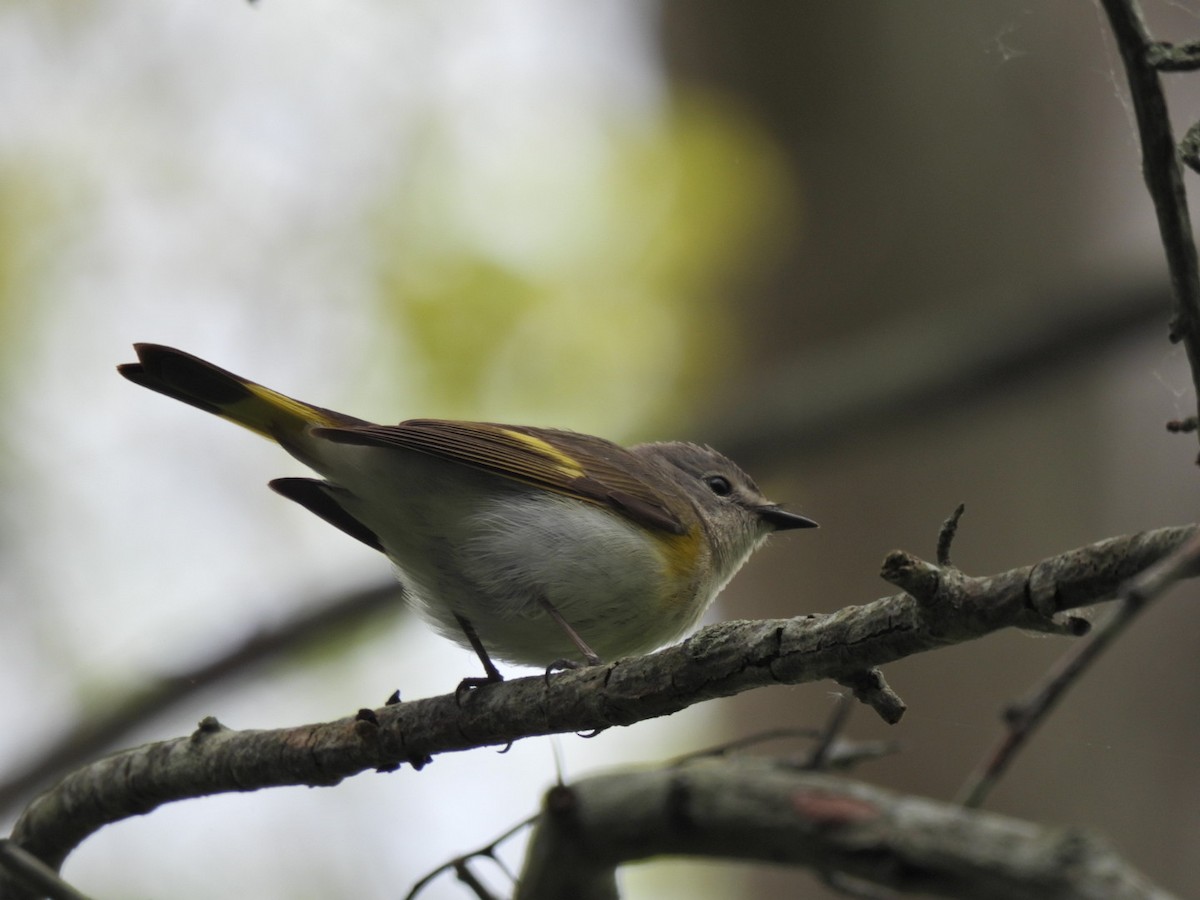 American Redstart - ML571146431