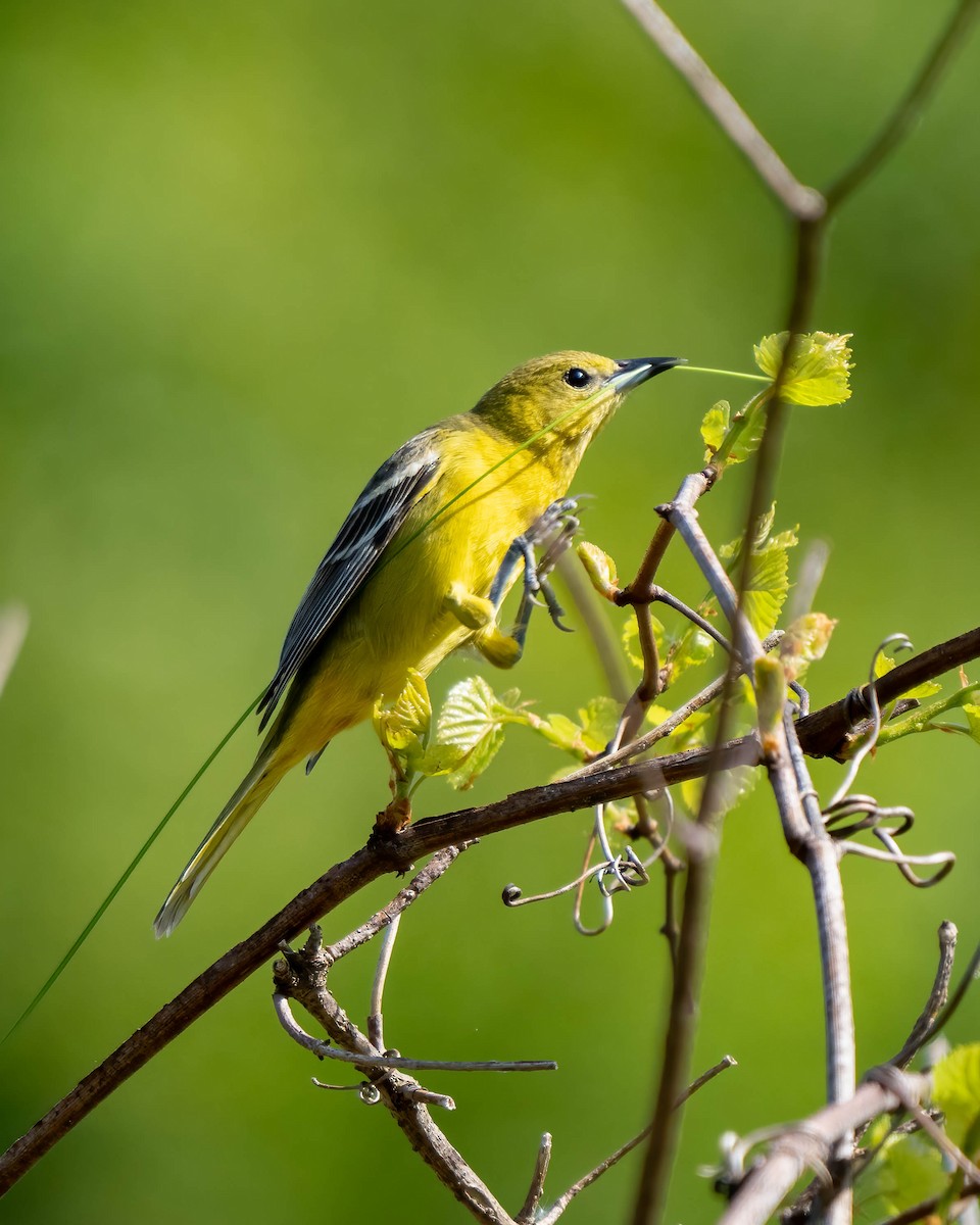 Orchard Oriole - ML571146621