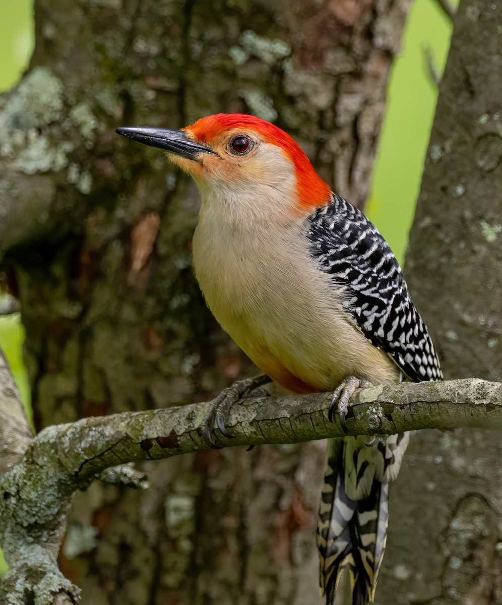 Red-bellied Woodpecker - ML571146861