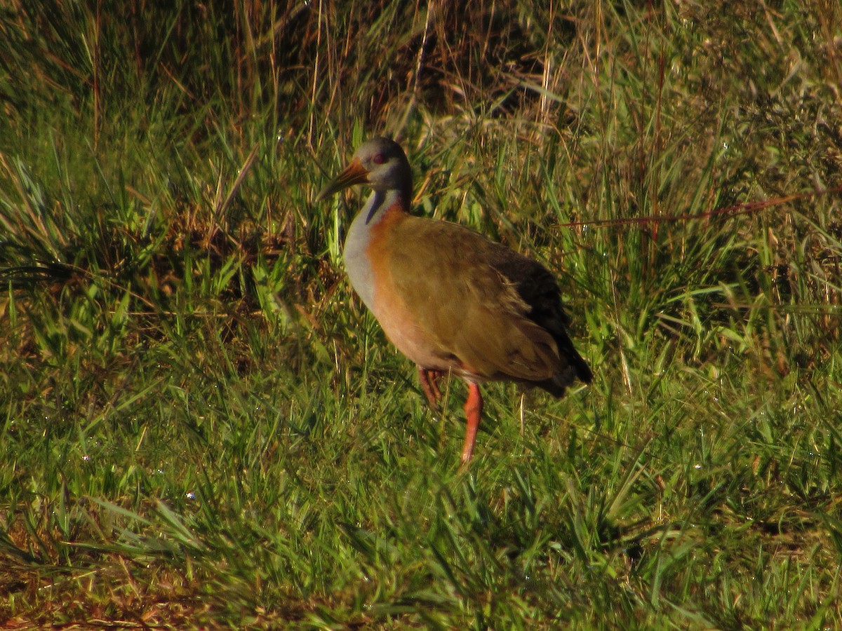 Giant Wood-Rail - ML571146911