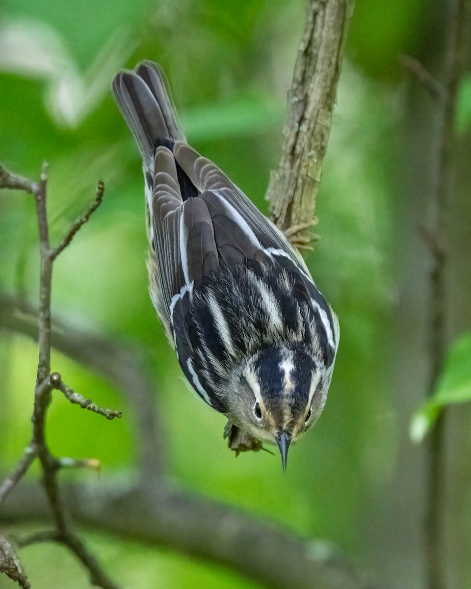 Black-and-white Warbler - ML571147061