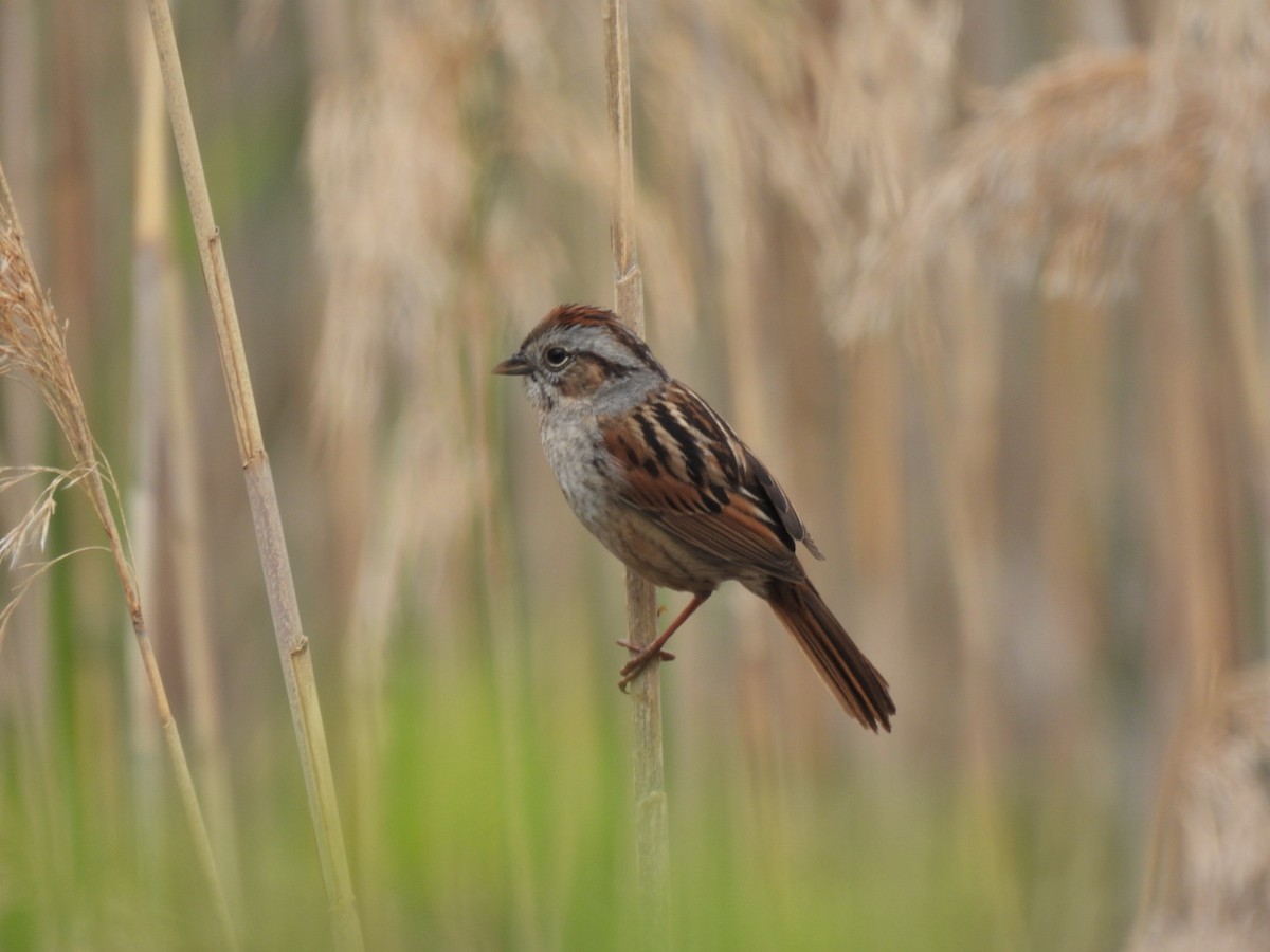 Swamp Sparrow - ML571147131