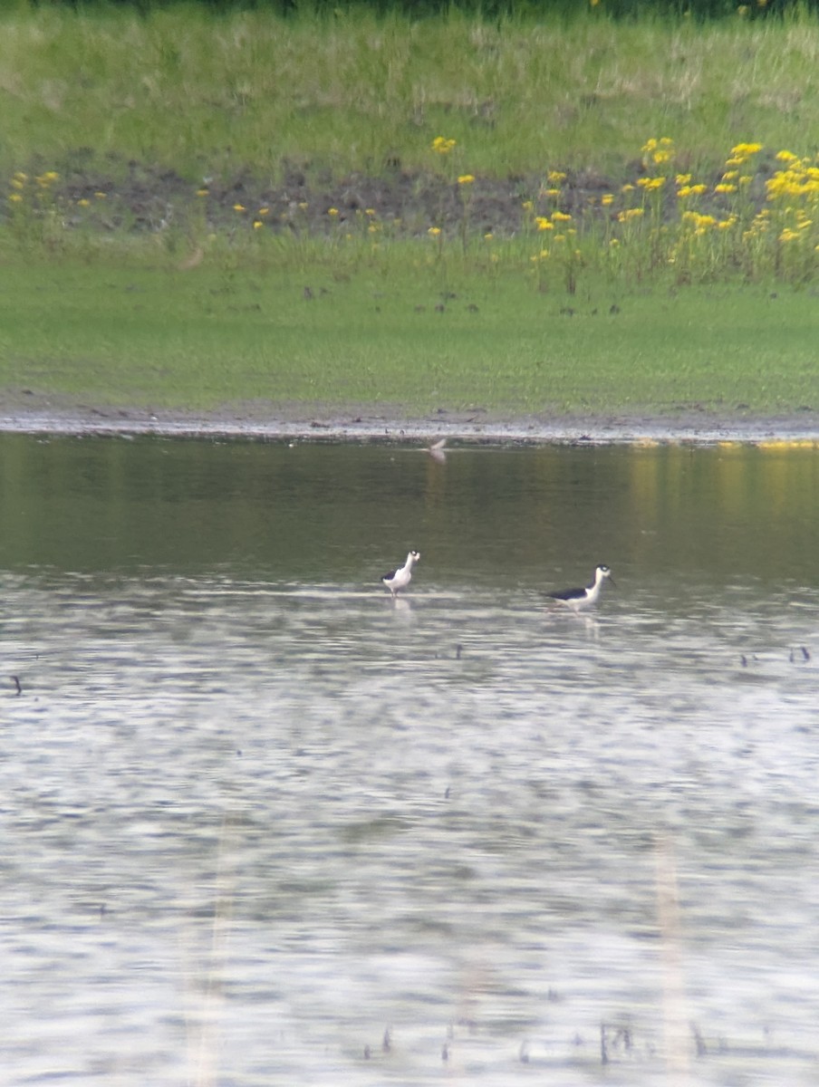 Black-necked Stilt - ML571147181