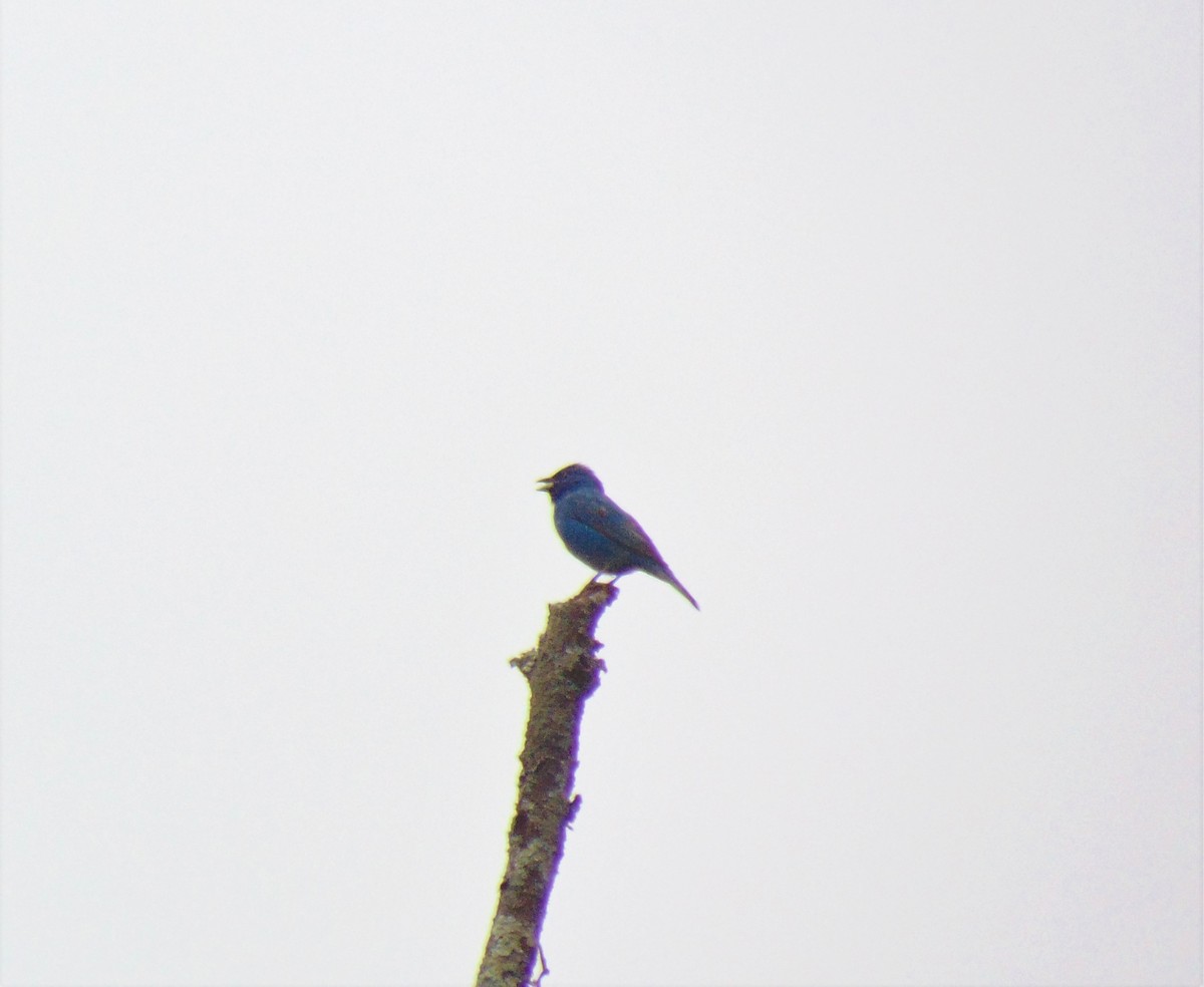 Indigo Bunting - ML571147791