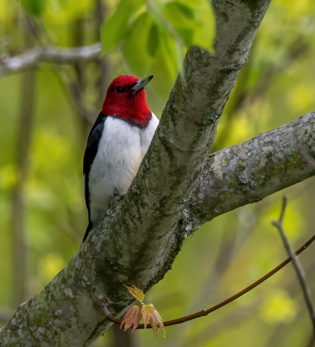 Pic à tête rouge - ML571147821