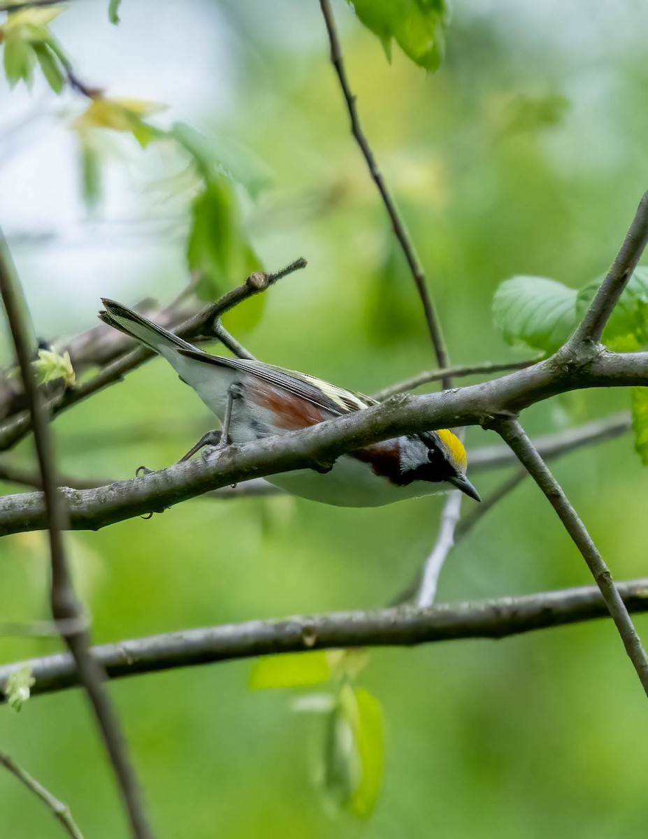 Chestnut-sided Warbler - ML571148181