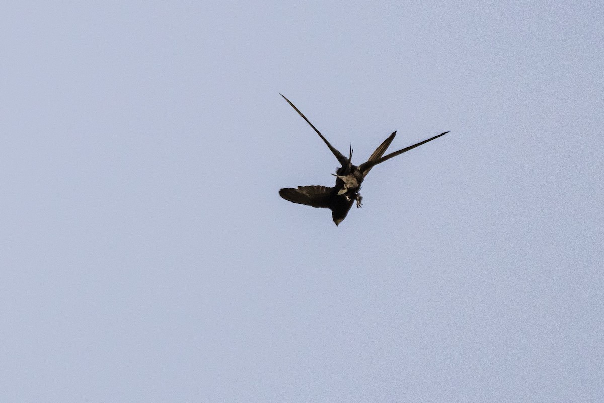 Common Swift - ML571150411