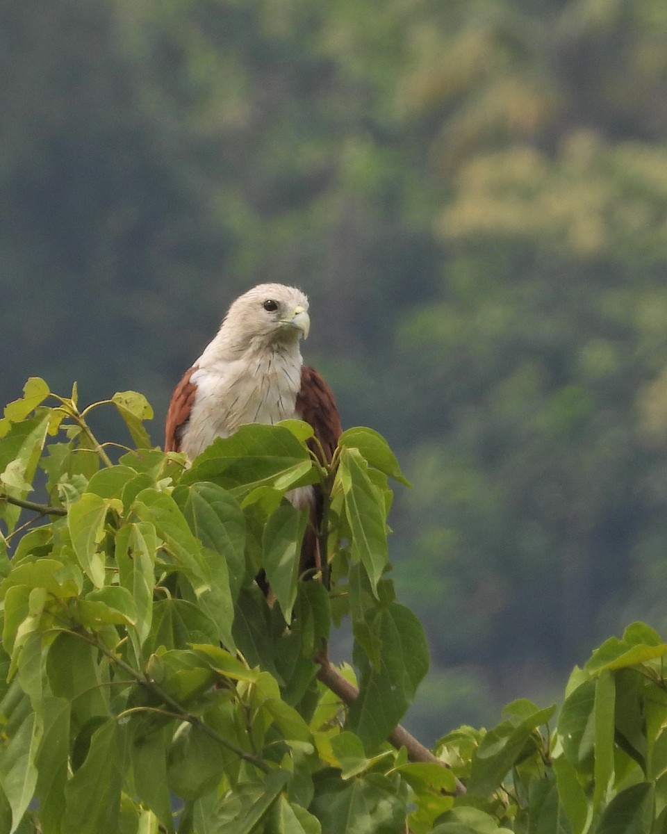 Brahminy Kite - ML571150521