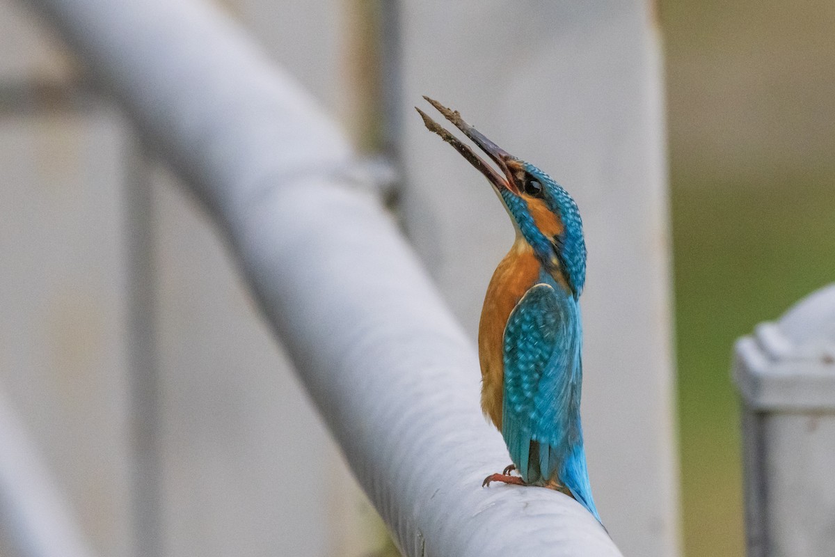 Common Kingfisher - ML571150541