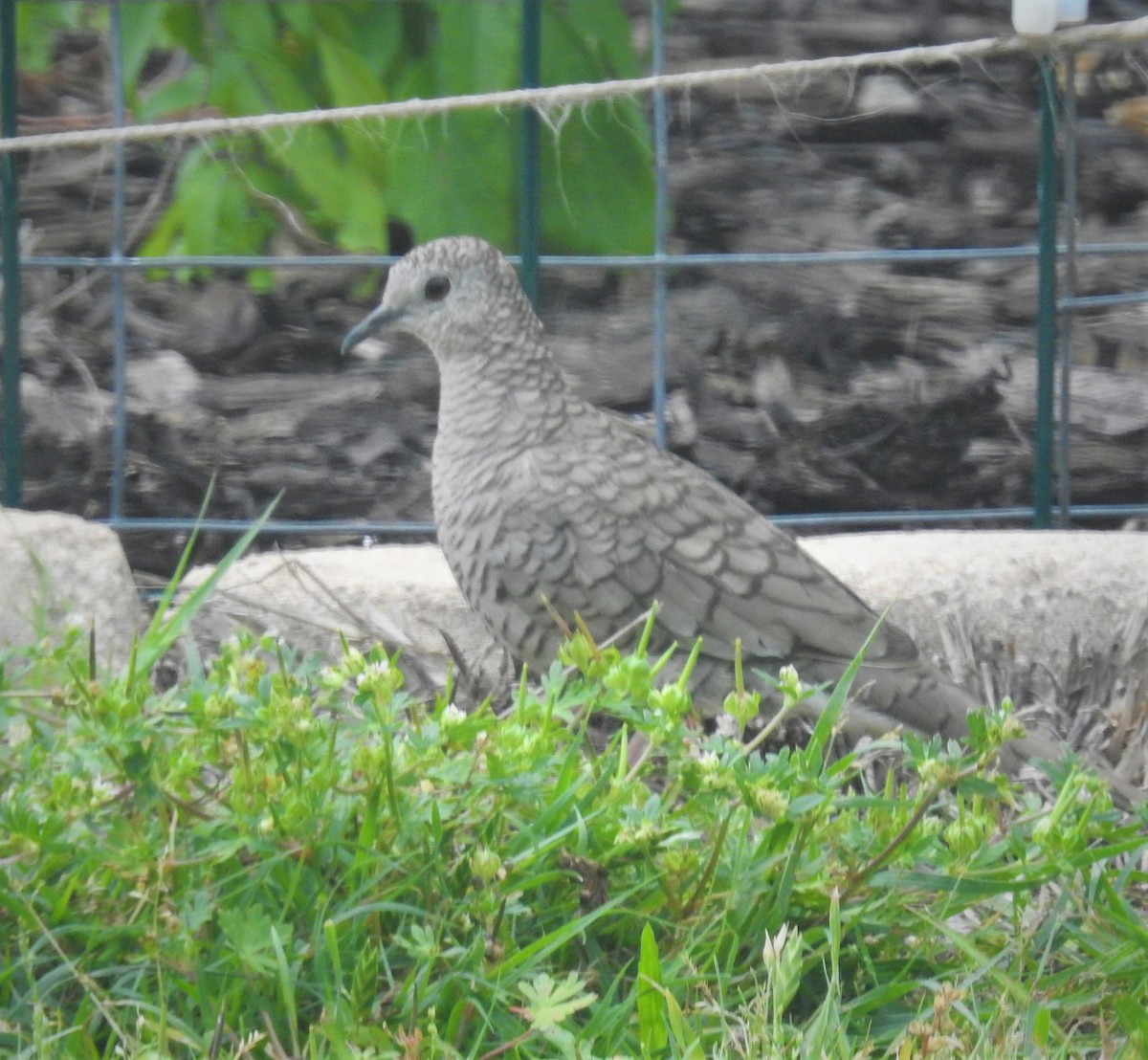 Inca Dove - ML571150671