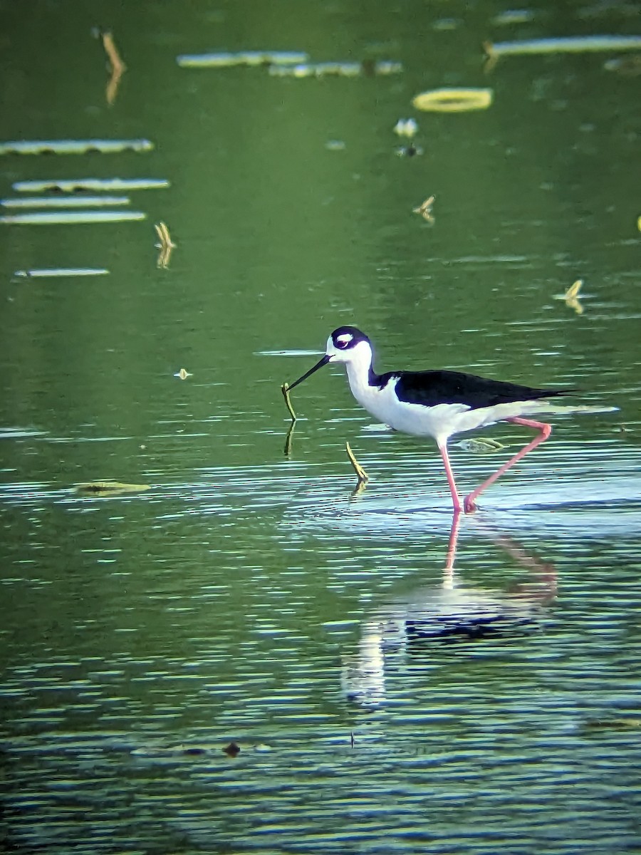 Black-necked Stilt - ML571151501