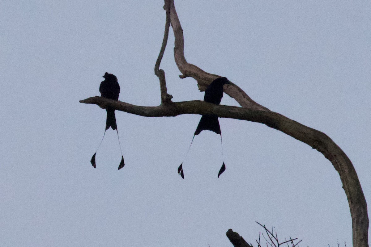 Greater Racket-tailed Drongo - Luciano Naka