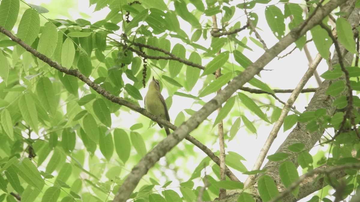 Philadelphia Vireo - ML571152601