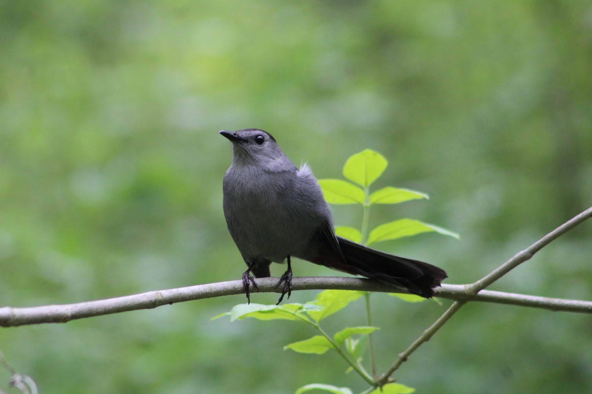 Gray Catbird - ML571152861