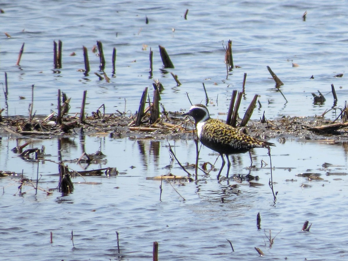 American Golden-Plover - Tessa Rhinehart