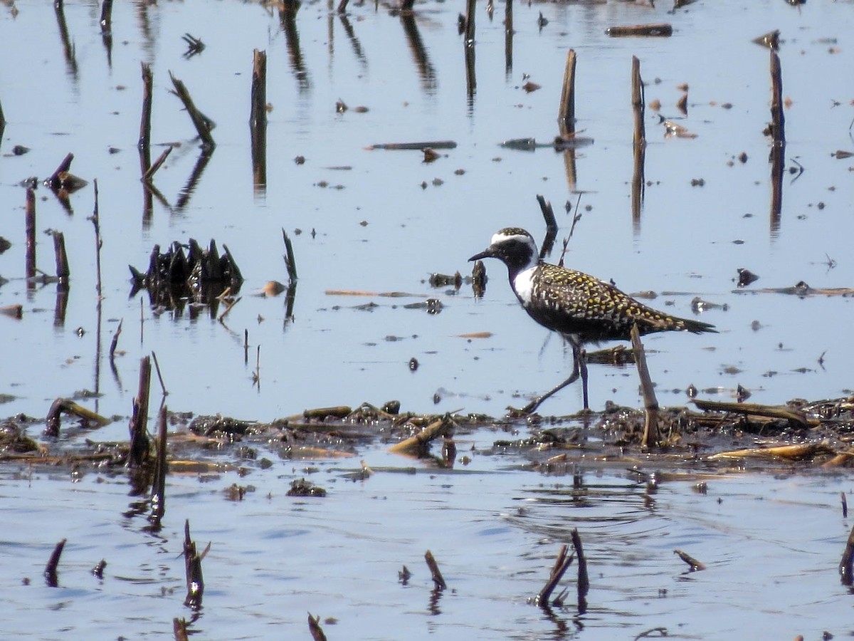 American Golden-Plover - Tessa Rhinehart