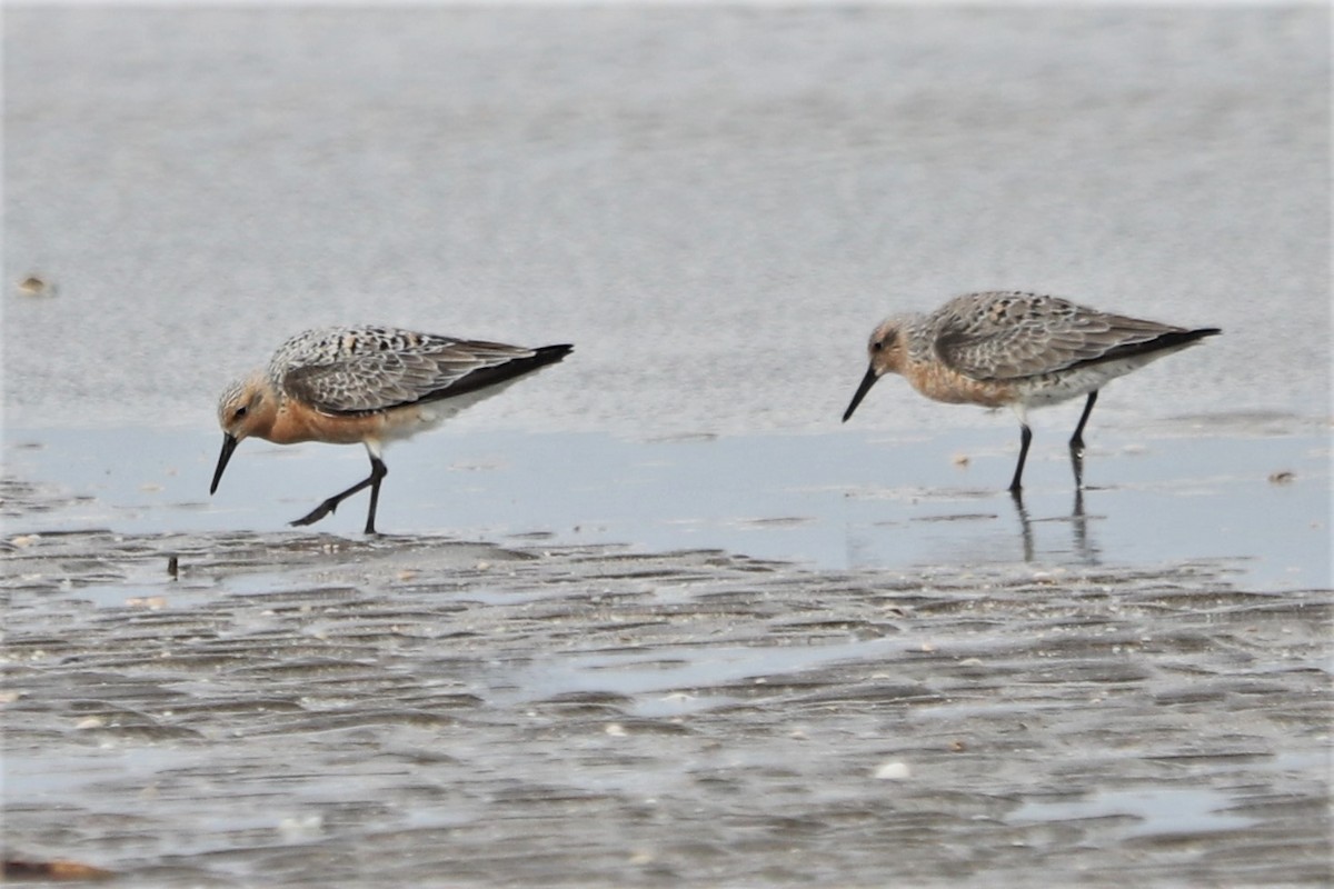 Red Knot - Judson Lassiter