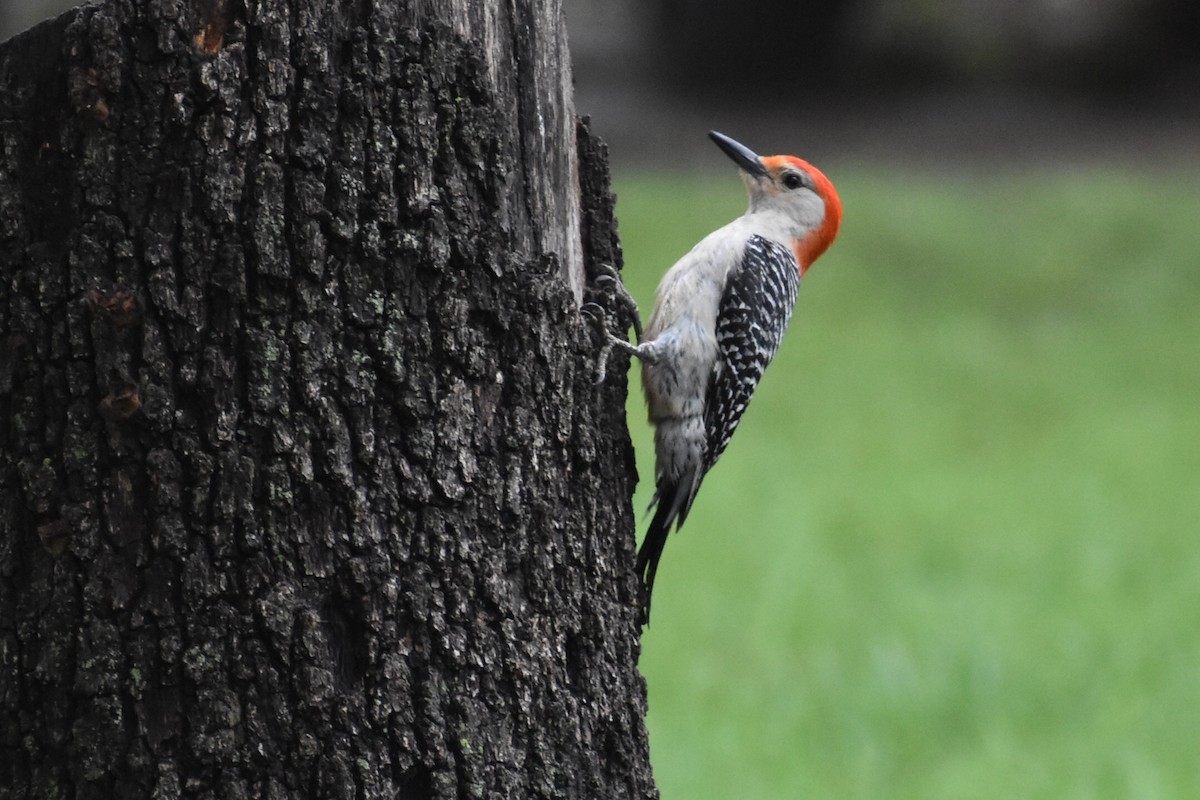 Red-bellied Woodpecker - Kerri sloan