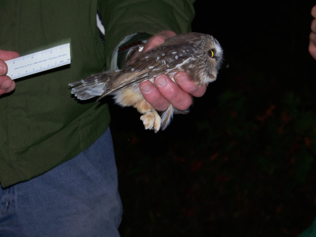 Northern Saw-whet Owl - ML57115681