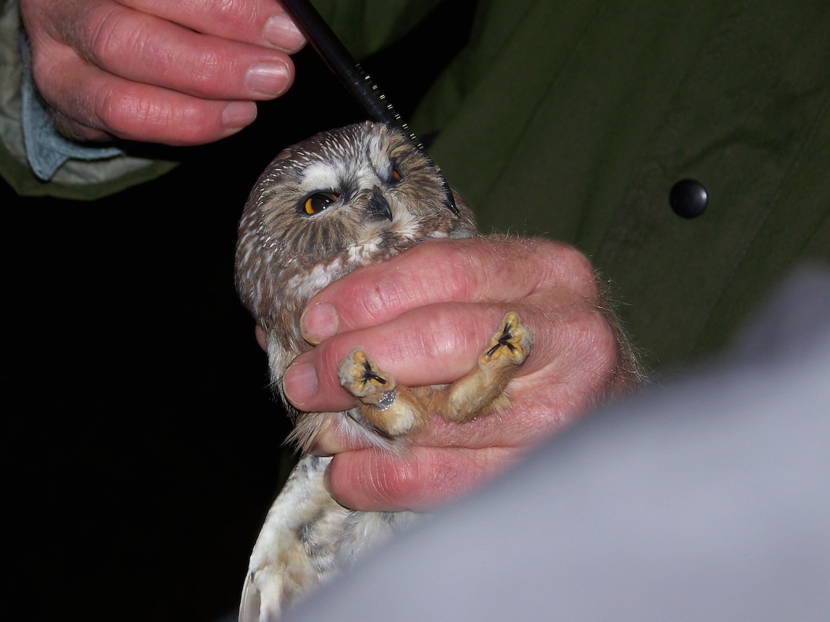 Northern Saw-whet Owl - ML57115701