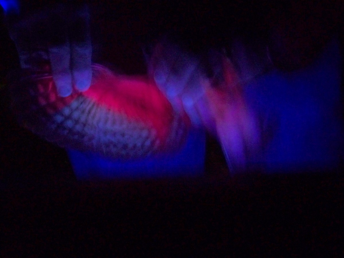 Northern Saw-whet Owl - ML57115711