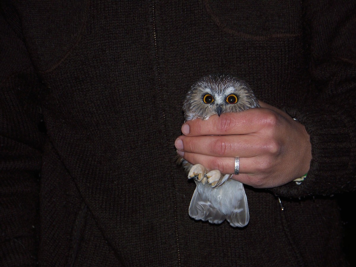 Northern Saw-whet Owl - ML57115721