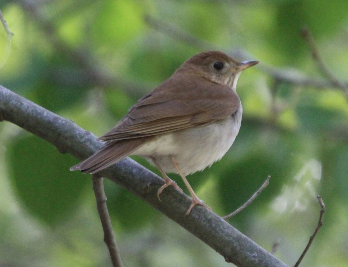 Veery - ML571158261