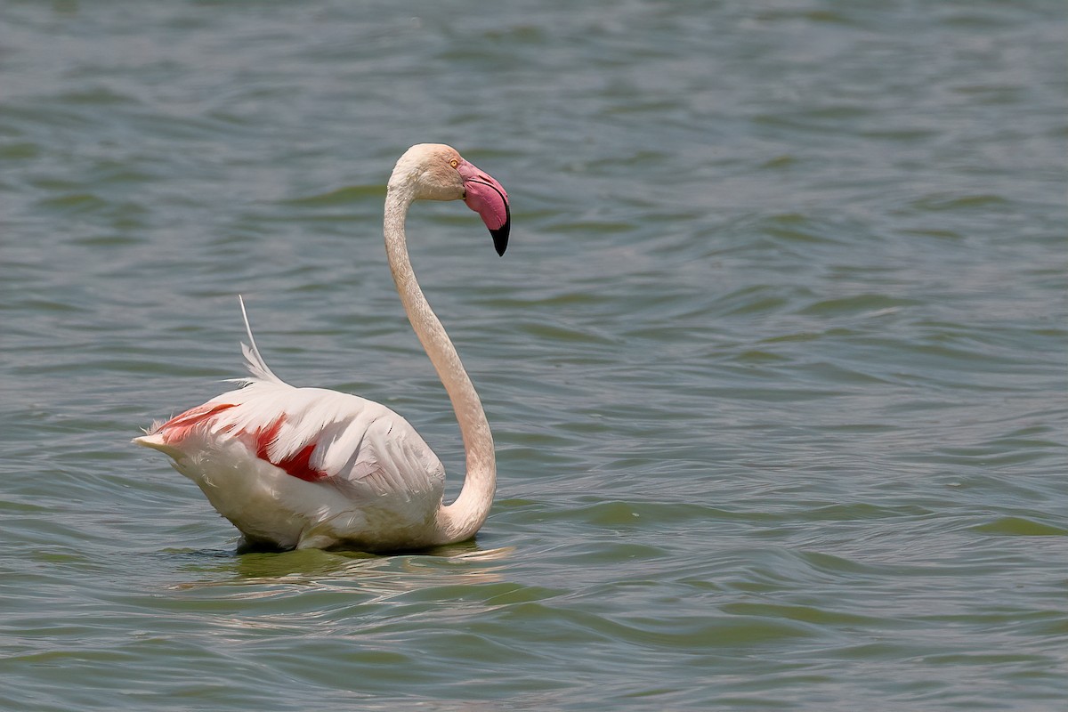 Greater Flamingo - Eren Aksoylu