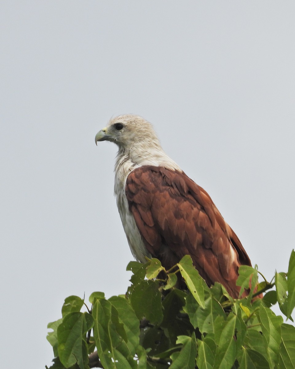 Brahminy Kite - ML571158861